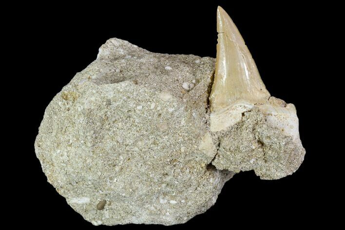 Otodus Shark Tooth Fossil in Rock - Eocene #111048